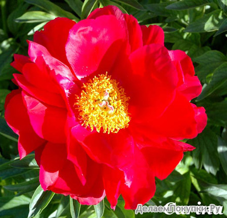 44.Paeonia (LE) 'Carina' 2-3 BR