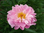 45.Paeonia (LE) 'Pink Delight' 2-3 BR