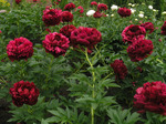 47.Paeonia 'Armani' 2-3 BR