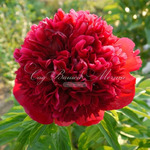 48.Paeonia 'Big Red Boomer Sooner' 2-3 BR