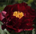 50.Paeonia 'Chief Black Hawk' 3-5 BR