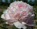 51.Paeonia 'Chiffon Parfait' 2-3 BR