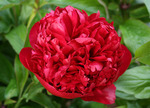 53.Paeonia 'Christmas Velvet' 3-5 BR