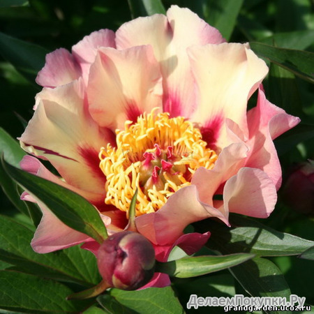 54.Paeonia 'Court Jester' 2-3 BR