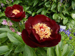 55.Paeonia 'Dark Eyes' 2-3 BR