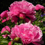 56.Paeonia 'Dayton' 2-3 BR