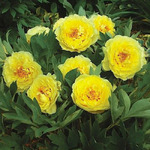 57.Paeonia 'Yellow Crown' 2-3 BR