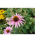    Echinacea purpurea, 