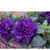      Multiflora Double Petunias, 