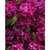     Multiflora Double Petunia  