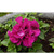      Grandiflora Double Petunia  