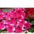      F1 Grandiflora Single Petunia, 