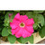     F1 Grandiflora Single Petunia, 