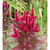      Celosia spicata, 