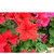    F1 Grandiflora Single Petunia, 
