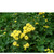  ,     Chrysanthemum parthenium / , 