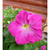     Grandiflora Single Petunia, 