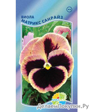    (Viola x wittrockiana)