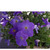      Grandiflora Single Petunia, 