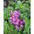      Phlox drummondii,  