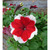      Grandiflora Single Petunia, 