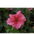     Grandiflora Single Petunia, 