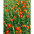     Tagetes tenuifolia, 