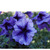     Grandiflora Single Petunia,  