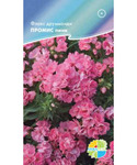     (Phlox drummondii), 