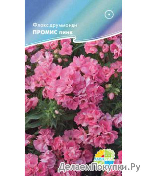     (Phlox drummondii), 