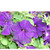     F1 Grandiflora Single Petunia, 
