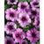      Multiflora Double Petunia  