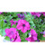     F1 Grandiflora petunia /  , 