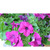     F1 Grandiflora petunia /  , 