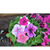     F1 Grandiflora Single Petunia, 