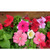     F1 Grandiflora Single Petunia, 