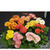    Gerbera Jamesonii mixed, 