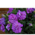     Multiflora Double Petunias, 