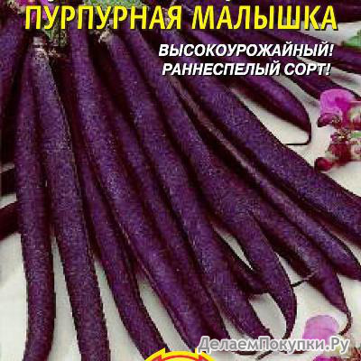 Фасоль Пурпурная малышка