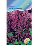      Salvia splendens  