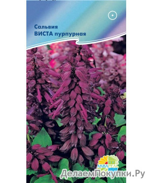      Salvia splendens  