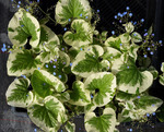 213. Brunnera macrophylla	Variegata