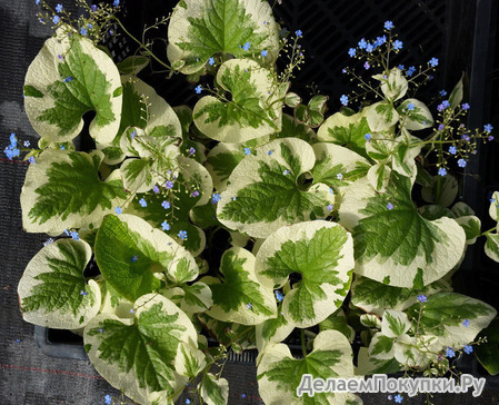 213. Brunnera macrophylla	Variegata