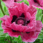 253. Papaver Bolero