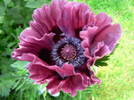 253. Papaver Bolero