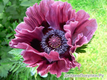 253. Papaver Bolero