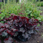 275.Heuchera Palace Purple