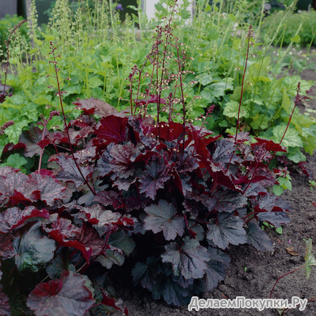 275.Heuchera Palace Purple