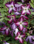 324. Clematis	Minuet