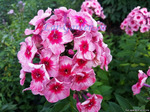 374. Phlox	paniculata	Stars and Stripes